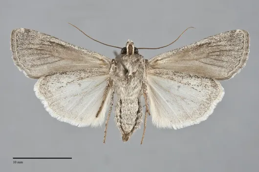 Euxoa silens