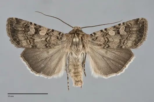 Euxoa simulata