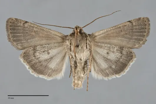 Euxoa simulata