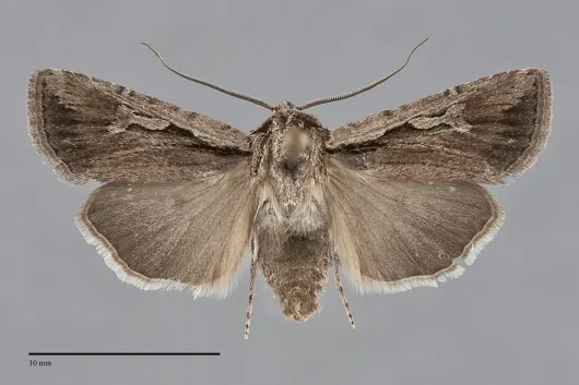 Euxoa subandera
