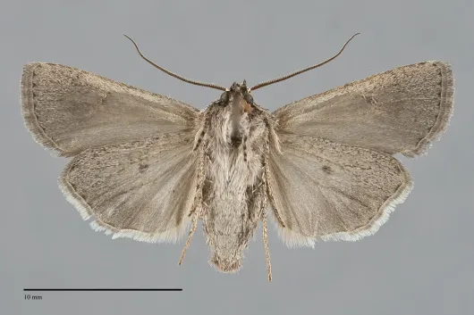Euxoa subandera