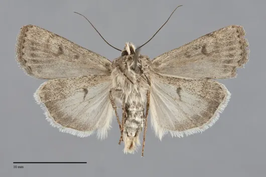 Euxoa taura