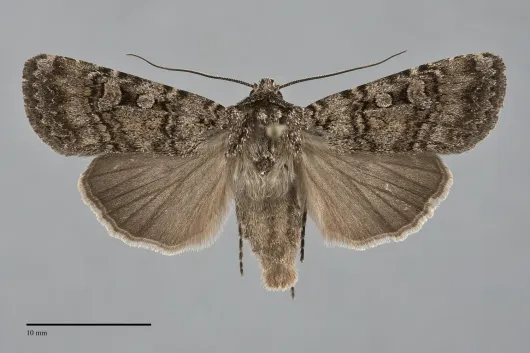 Euxoa terrenus