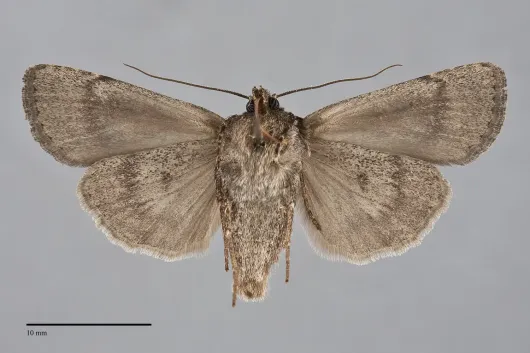 Euxoa terrenus