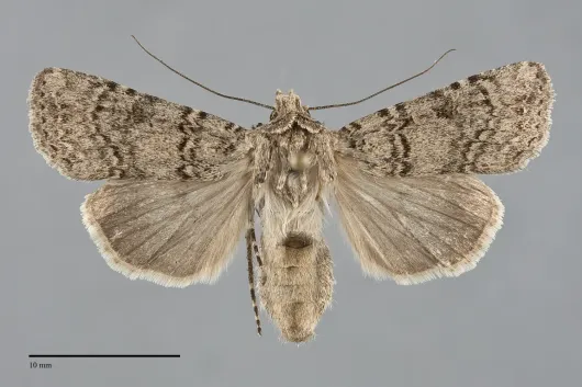 Euxoa terrenus