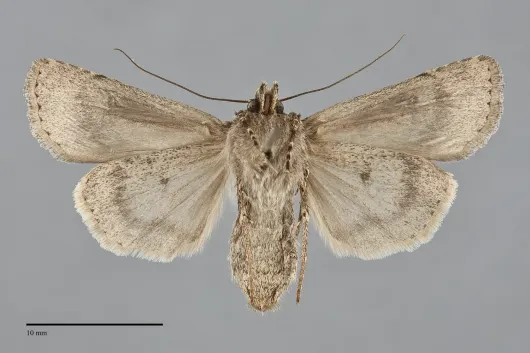 Euxoa terrenus