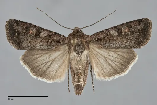 Euxoa tessellata