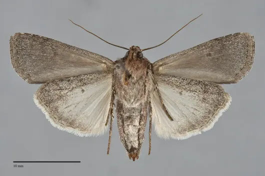 Euxoa tessellata