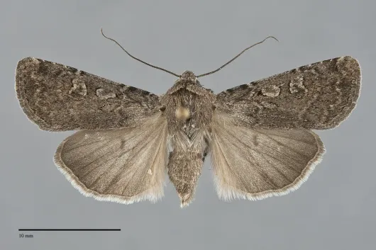 Euxoa tessellata