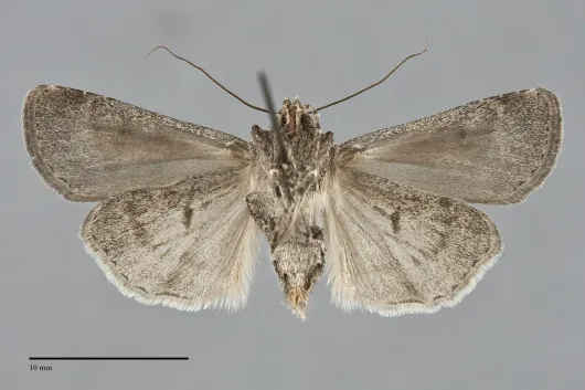 Euxoa tessellata