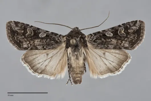 Euxoa tessellata