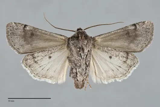 Euxoa tessellata