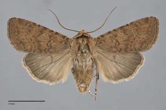 Euxoa tocoyae