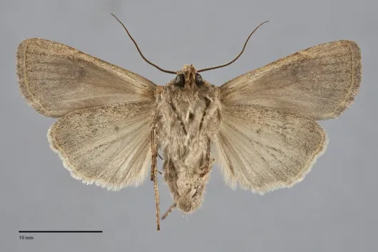 Euxoa tocoyae