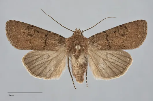 Euxoa trifasciata