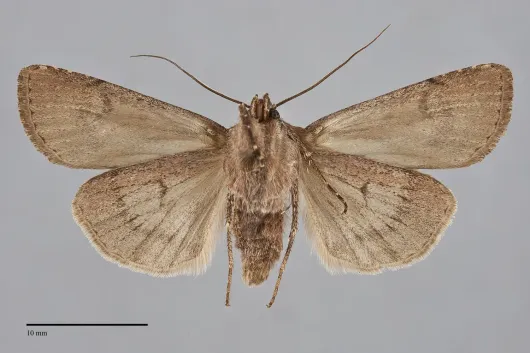 Euxoa trifasciata