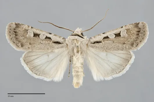 Euxoa tristicula