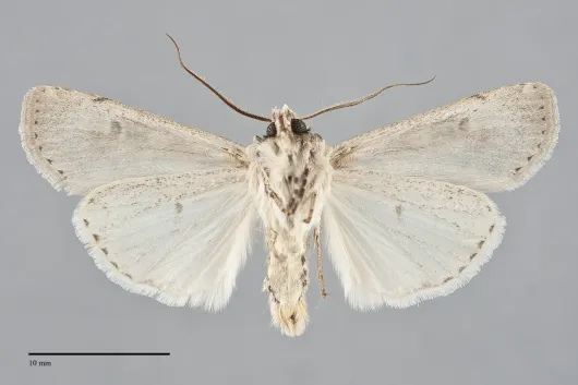 Euxoa tristicula