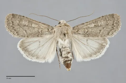 Euxoa tristicula