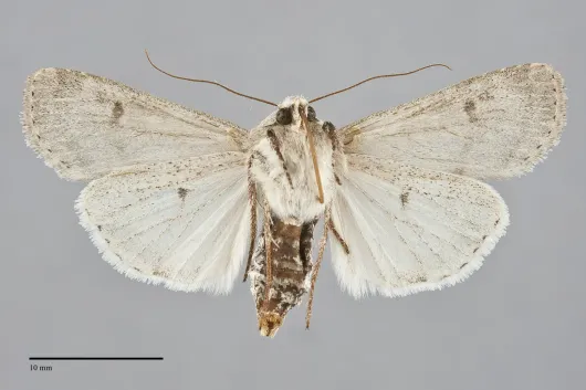Euxoa tristicula