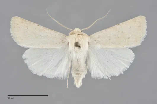 Euxoa tronellus