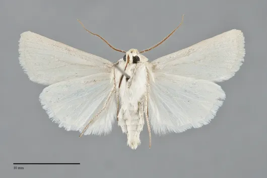 Euxoa tronellus