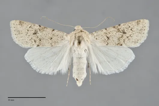 Euxoa tronellus