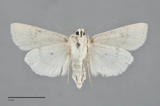 Euxoa tronellus