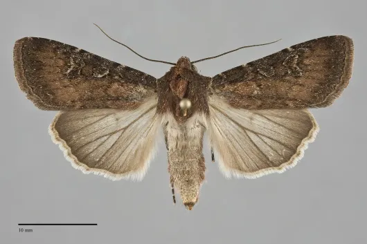 Euxoa ustulata