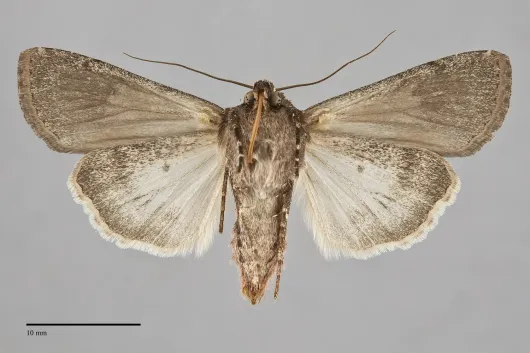 Euxoa ustulata