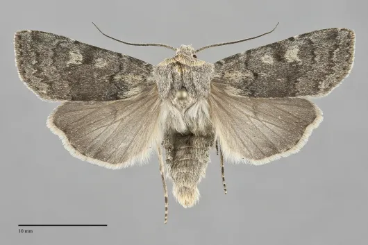 Euxoa vallus