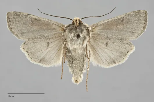 Euxoa vallus