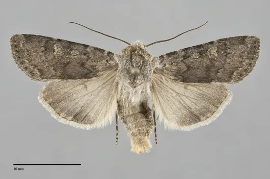 Euxoa vallus