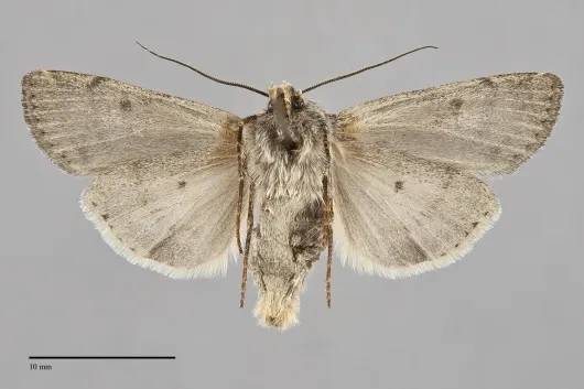 Euxoa vallus