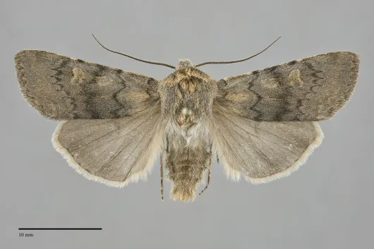 Euxoa vallus