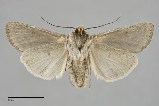 Euxoa vallus