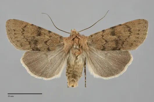Euxoa vallus