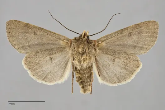 Euxoa vallus