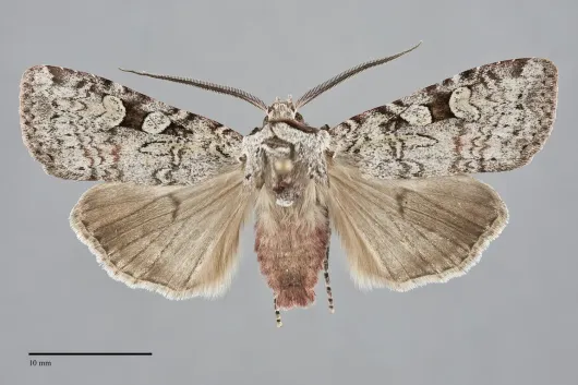 Euxoa vetusta