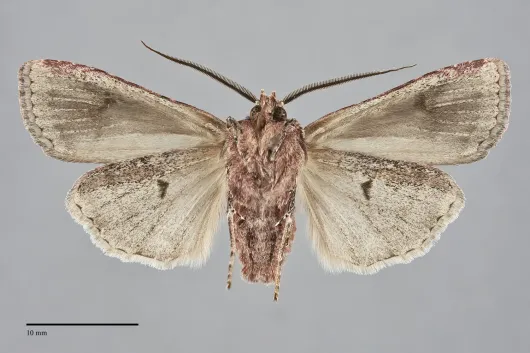 Euxoa vetusta