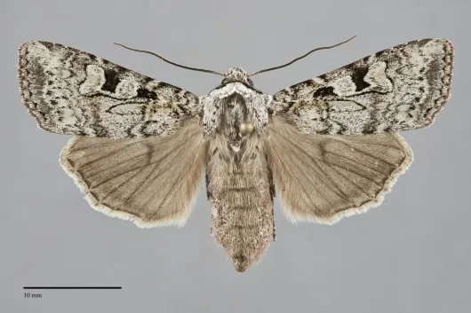 Euxoa vetusta