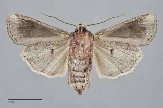 Euxoa vetusta