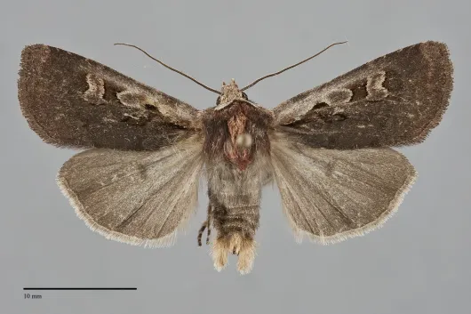 Euxoa westermanni