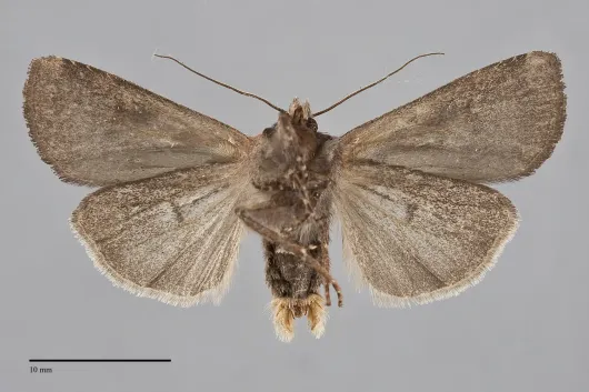 Euxoa westermanni