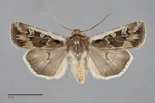 Euxoa wilsoni