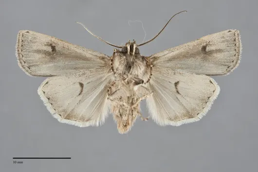 Euxoa wilsoni