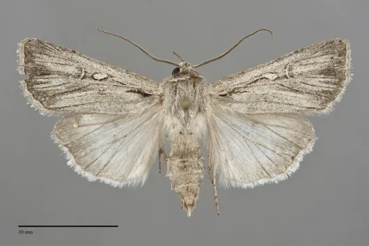 Euxoa xasta