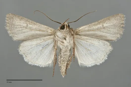Euxoa xasta