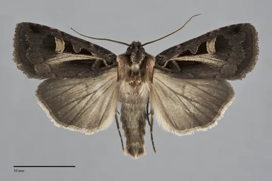 Feltia herilis