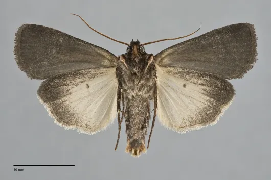 Feltia herilis